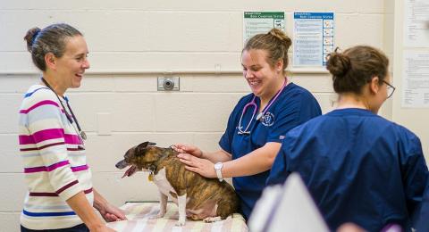 Vets working with a dog