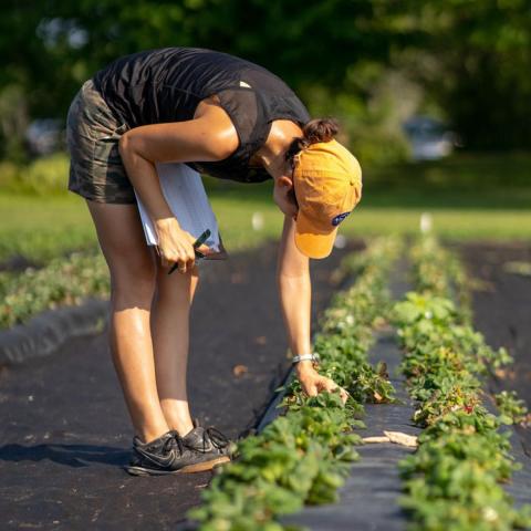 Student checking on greens at greenhouse